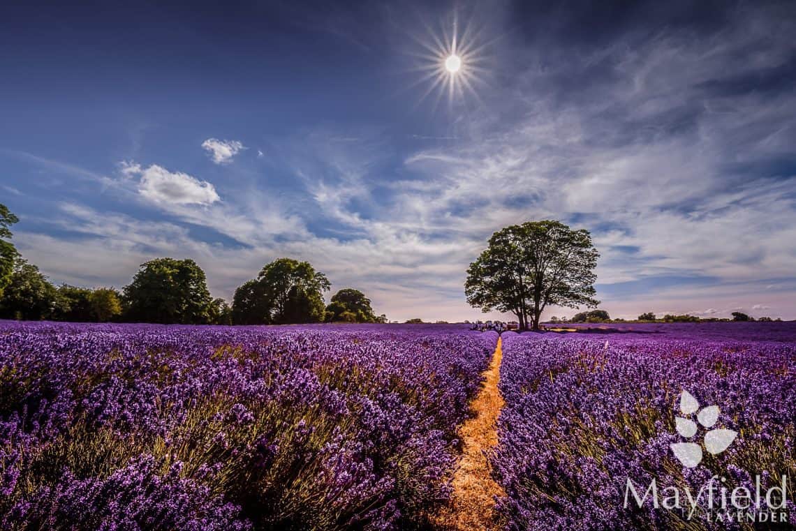 Visit Mayfield Lavender Farm