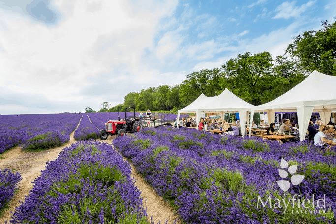 Visit Mayfield Lavender Farm