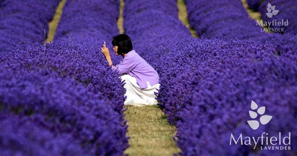 Photography and video at Mayfield Lavender Farm