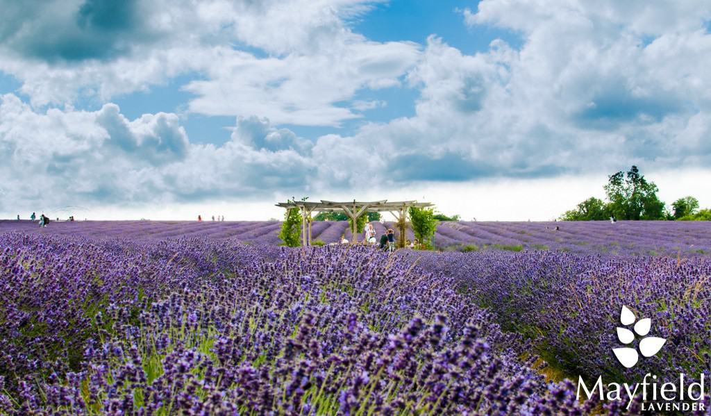 Visit Mayfield Lavender Farm