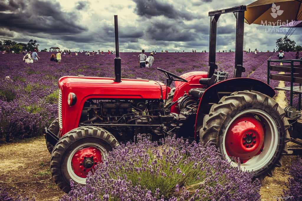 A tractor at Mayfield Lavender Farm