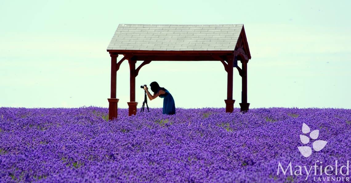 Professional photography at Mayfield Lavender Farm