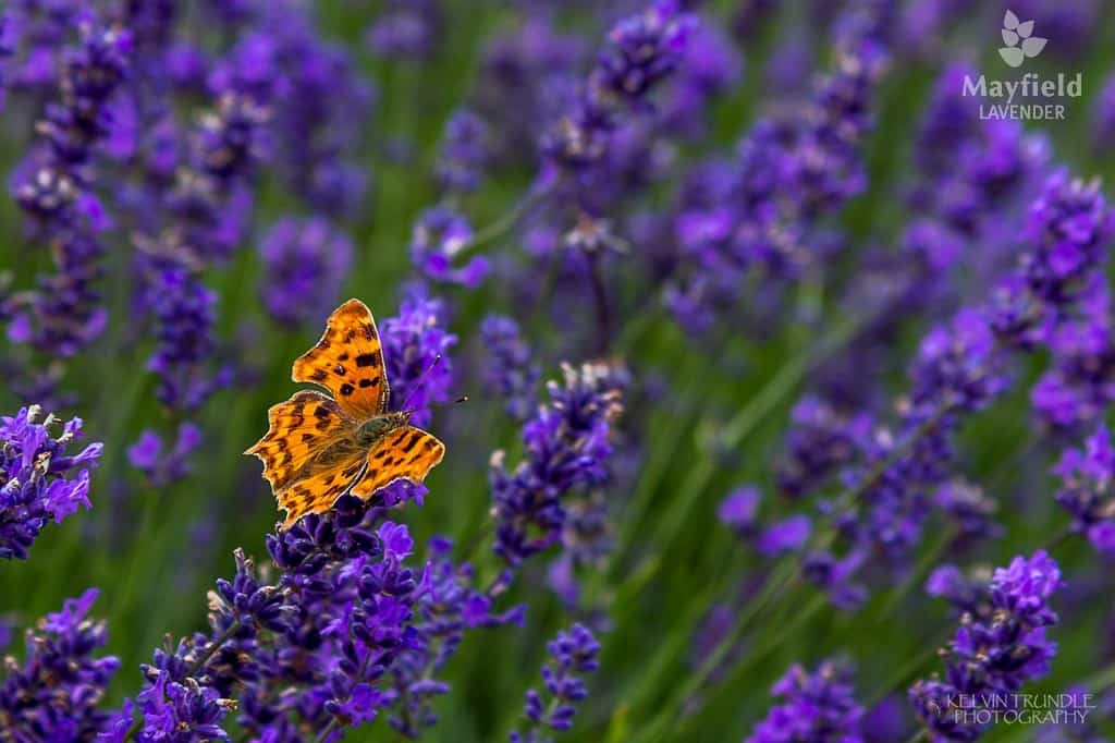 Sustainability at Mayfield Lavender Farm