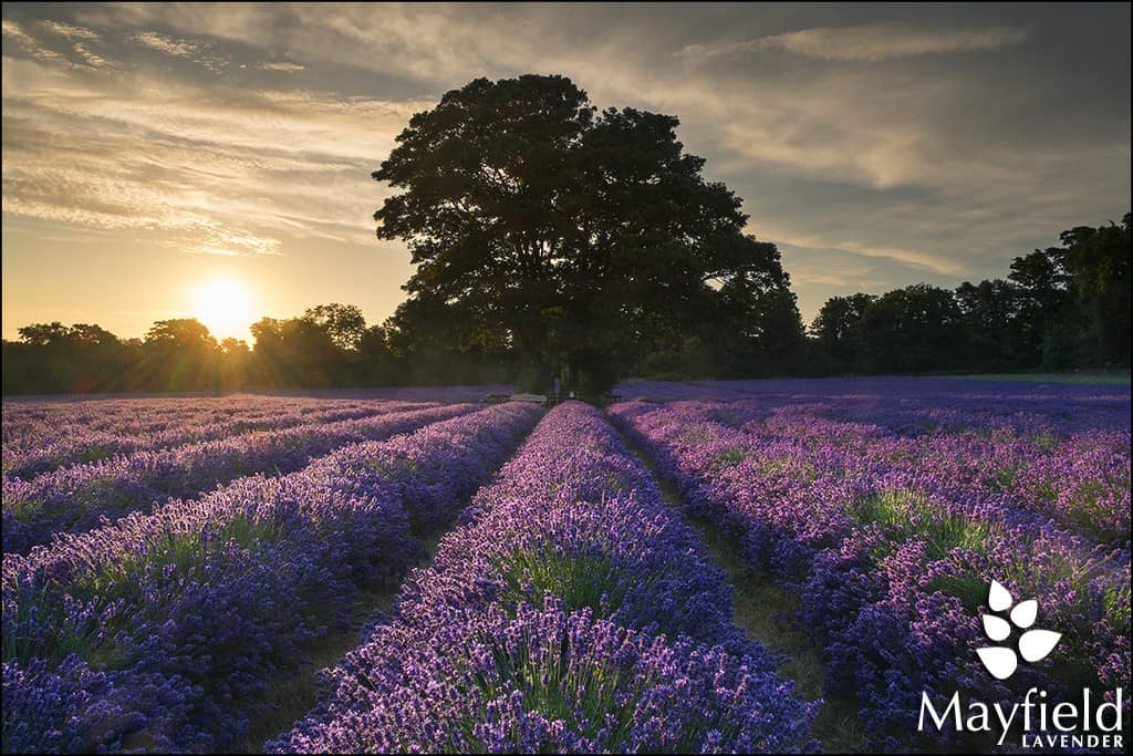 The Planting and Purchase of the Mayfield Lavender Farm