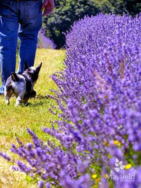 Varieties of lavender grown at organic Mayfield Lavender Farm