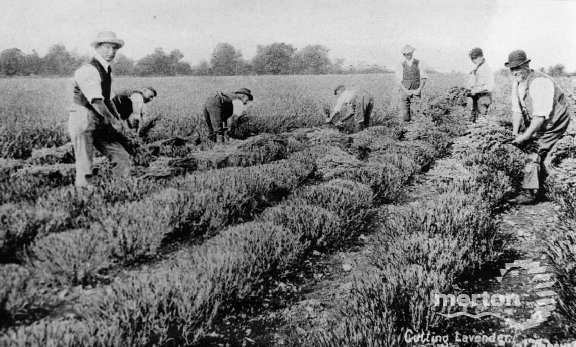 The traditional home of lavender farming in the UK was where Mayfield Lavender sits now, growing lavender and organic farming