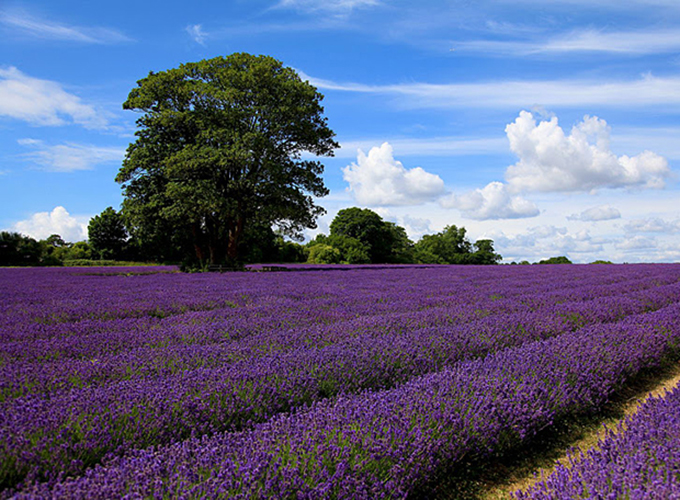 The 25 acre farm is at the heart and soul of the Mayfield Lavender Story