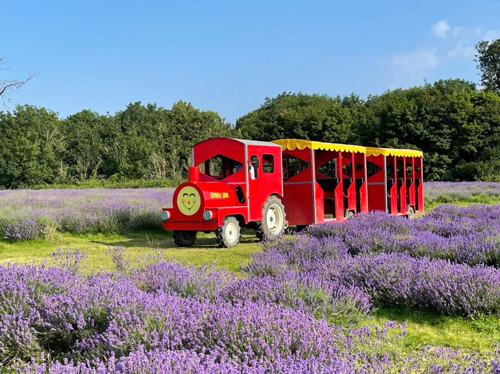 Looby in the lavender Looby Loo tractor ride at Mayfield Lavender Farm
