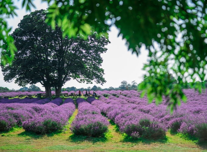 mayfield lavender fields with flowers in bloom