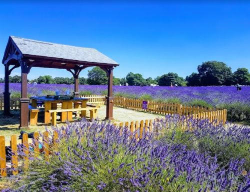The lavender is in bloom now!