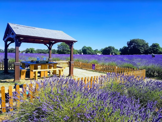 mayfield lavender gazebo in amoungst beautiful blooming lavender