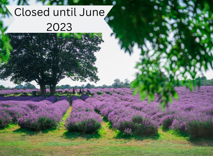 mayfield lavender fields with flowers in bloom
