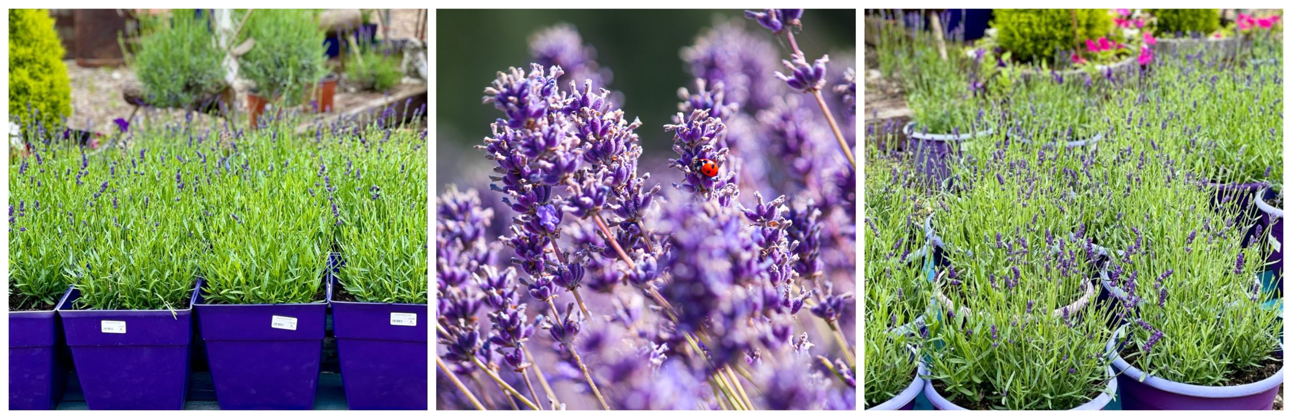 Lavender sale (1)