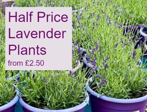 Half Price Lavender Plants