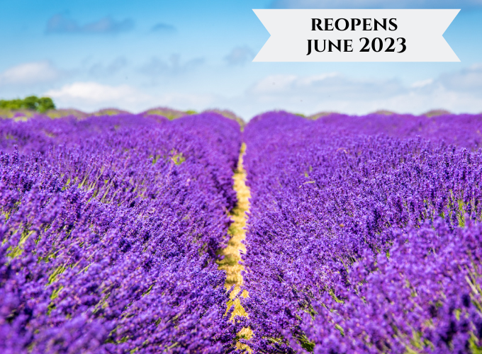 mayfield lavender farm with flowers in bloom