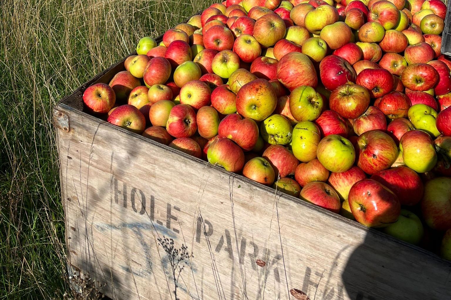 The orchard at Mayfield Gift Shop and Coffee Bar