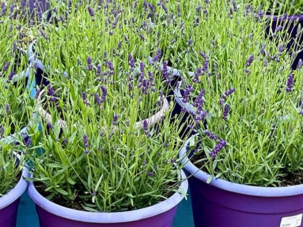 Summer fragrance long lasting scent masculine notes sensual oud perfume created by Mayfield Lavender Farm