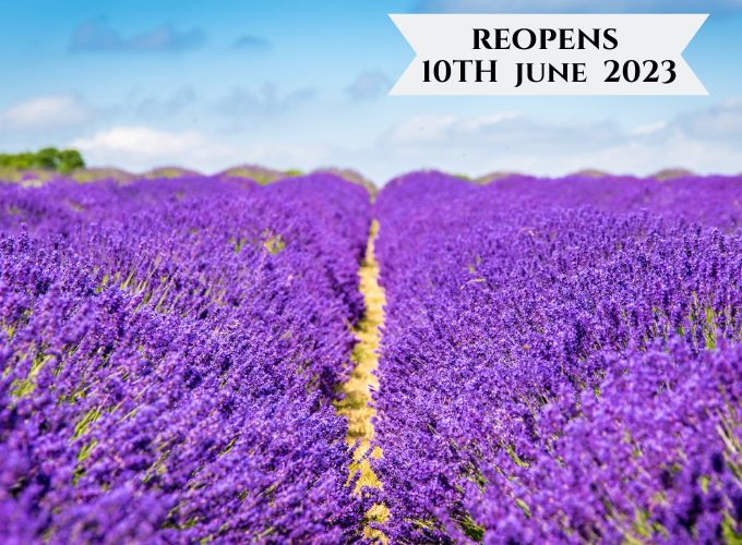 mayfield lavender farm with flowers in bloom