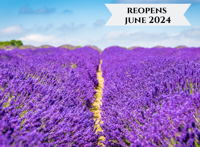 mayfield lavender farm with flowers in bloom