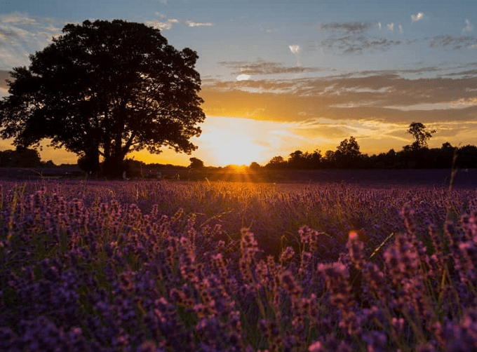 mayfield lavender farm with flowers in bloom