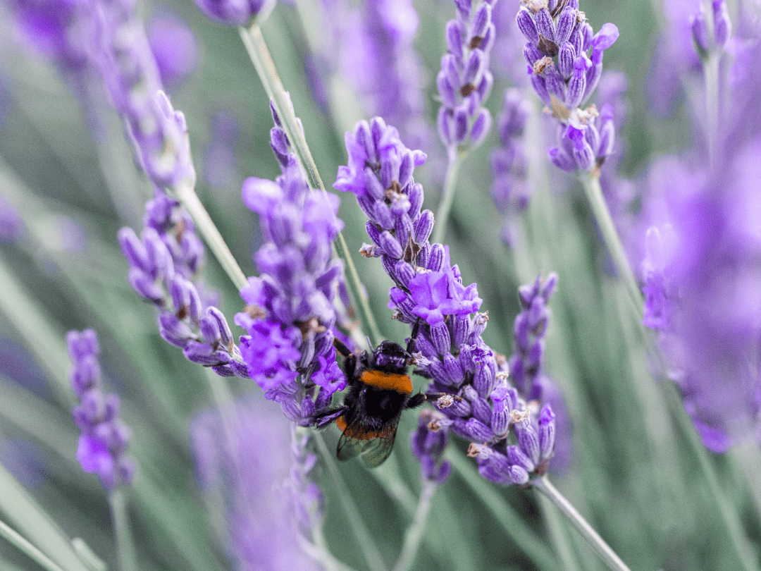bumble bee-garden page