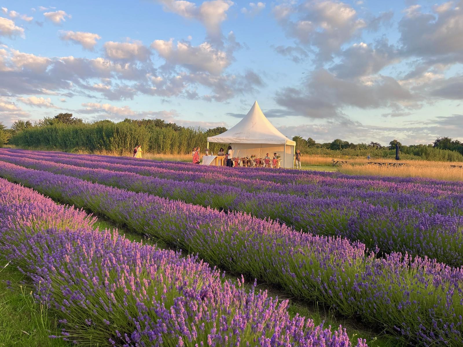 secret garden-sec Visit Mayfield Lavender Farm