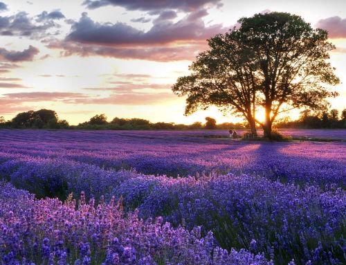 Free Entry for Children Aged 11 and Under – Valid for Both the Farm and the Secret Lavender Garden