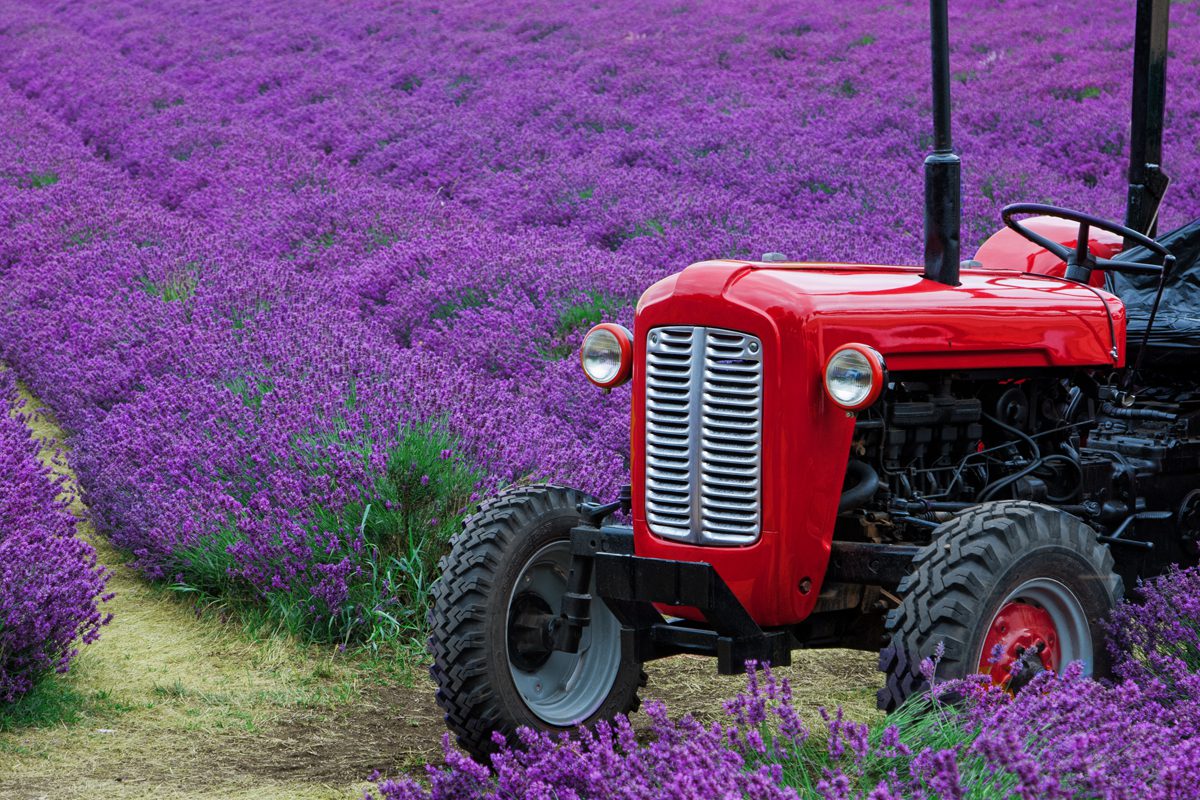 tractor A tractor at Mayfield Lavender Farm