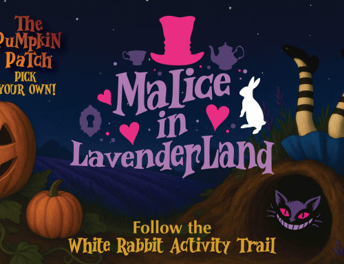 Book Your Tickets Now for the Pumpkin Patch and Malice in Lavenderland