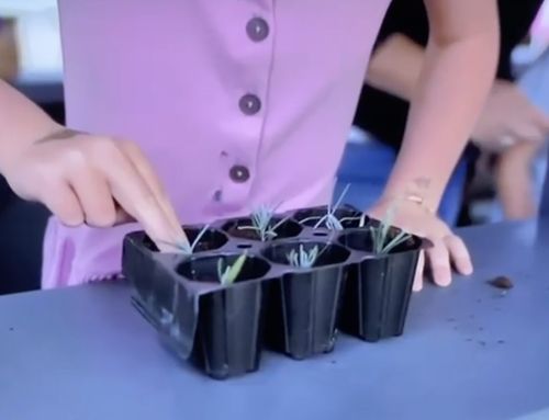 Learn how to take lavender cuttings and take home your pot for free! Starting on 6th August
