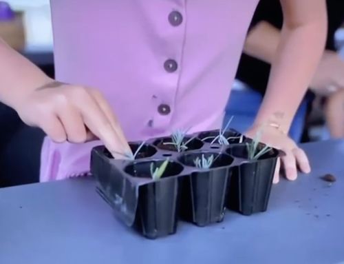 Learn how to take lavender cuttings and take home your pot for free! Starting on 5th August