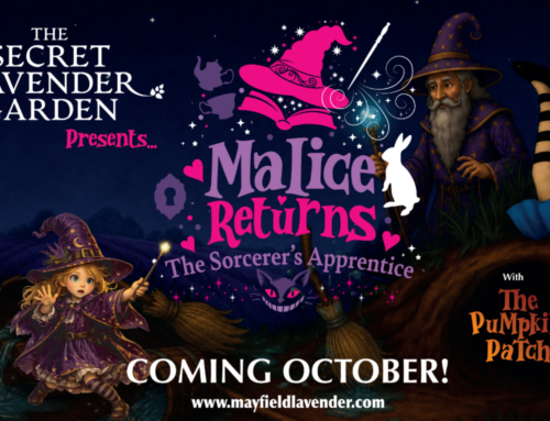 Early Bird Tickets: Malice Returns…